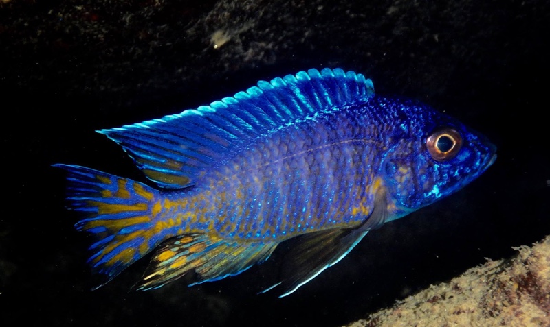 Aulonocara stuartgranti 'Lion's Cove'